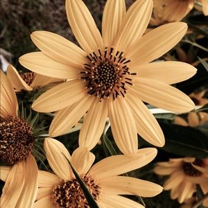 Meet your Posher, Ella